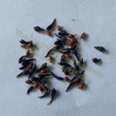 Photo of seeds: - June Parkin; Location: Sydney NSW, Australia; Date: 6OCT2023