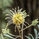 Photo of flower: H. Miles; https://resources.austplants.com.au/plant/grevillea-banksii/; retrieved 22 May 2024 –2.45pm AEST and edited using Canva.