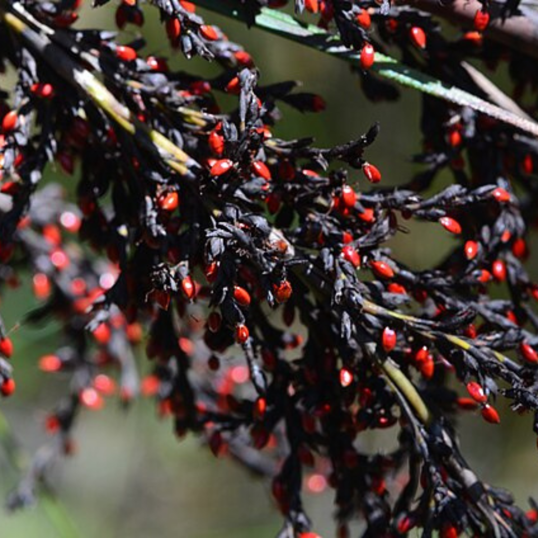 Gahnia Sieberiana 'Red-fruit Saw-sedge'-OTHER-seeds