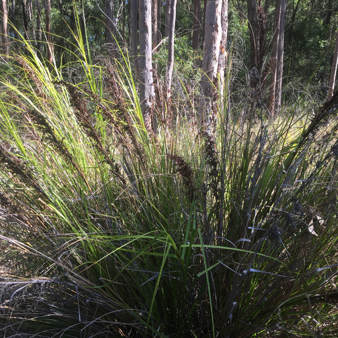 Gahnia Sieberiana 'Red-fruit Saw-sedge'-OTHER-seeds