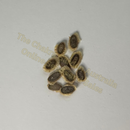 Grevillea 'Banksii Alba' 10 seeds The Chakra GardenPhoto of seeds: - June Parkin; Location: Sydney NSW, Australia; Date: 9MAR2024