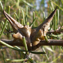 Photo of fruit/nut: John Tann from Sydney, Australia, CC BY 2.0 <https: creativecommons.org="" licenses="" by="" 2.0="">, via Wikimedia Commons; retrieved 22 May 2024 –2.54pm AEST and edited using Canva.</https:>