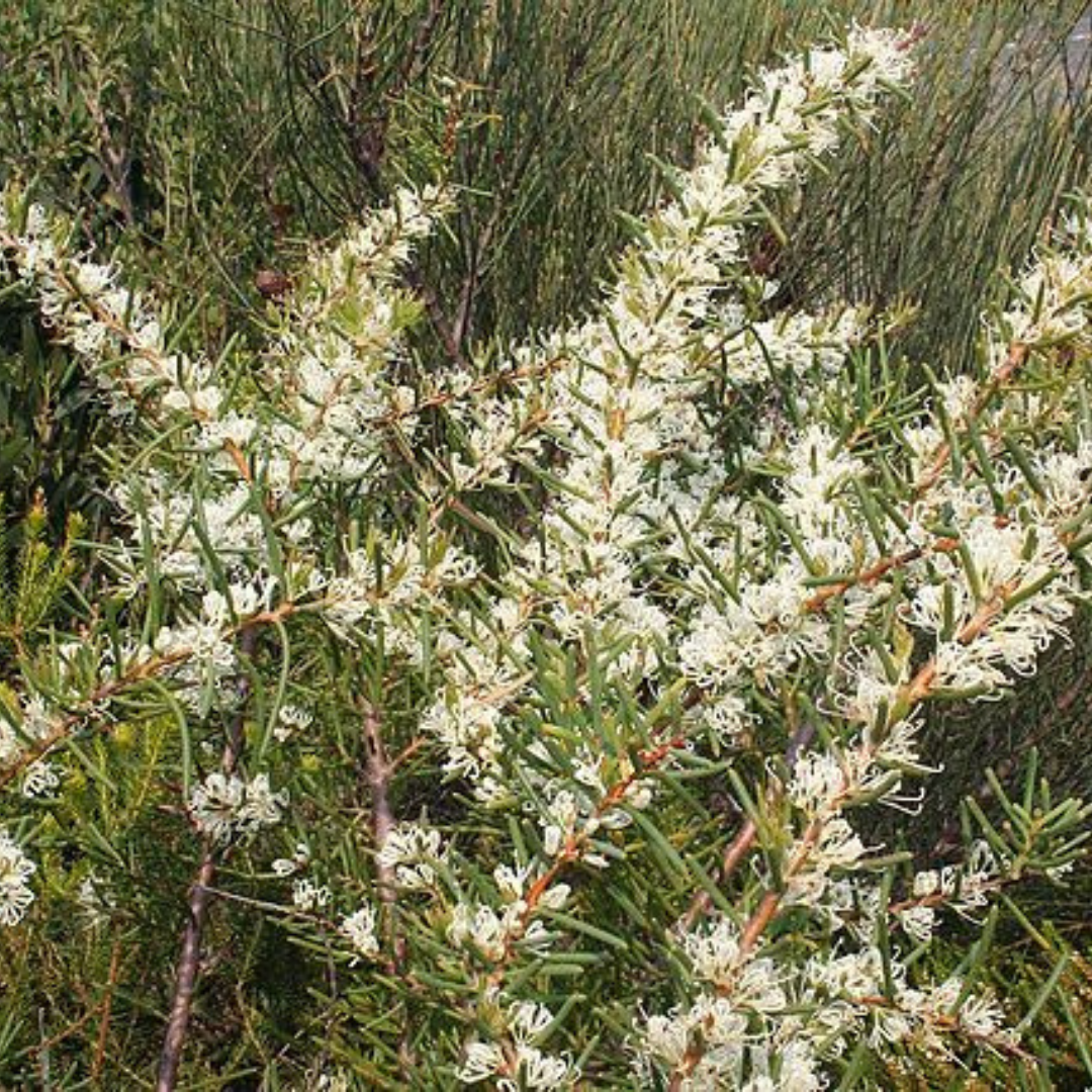 Hakea Teretifolia sp. teretifolia "Dagger Hakea" Seeds