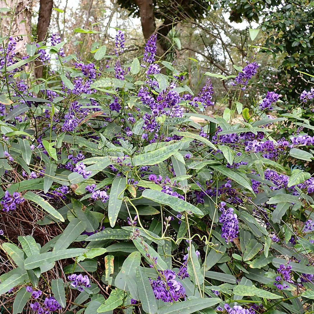 Hardenbergia Violacea "Happy Wanderer"-Seeds