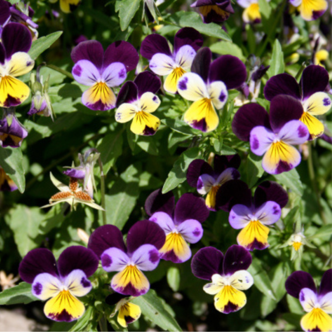 Heartsease 'Johnny Jump Up' - Seeds - EDIBLE FLOWERS - Heart Chakra