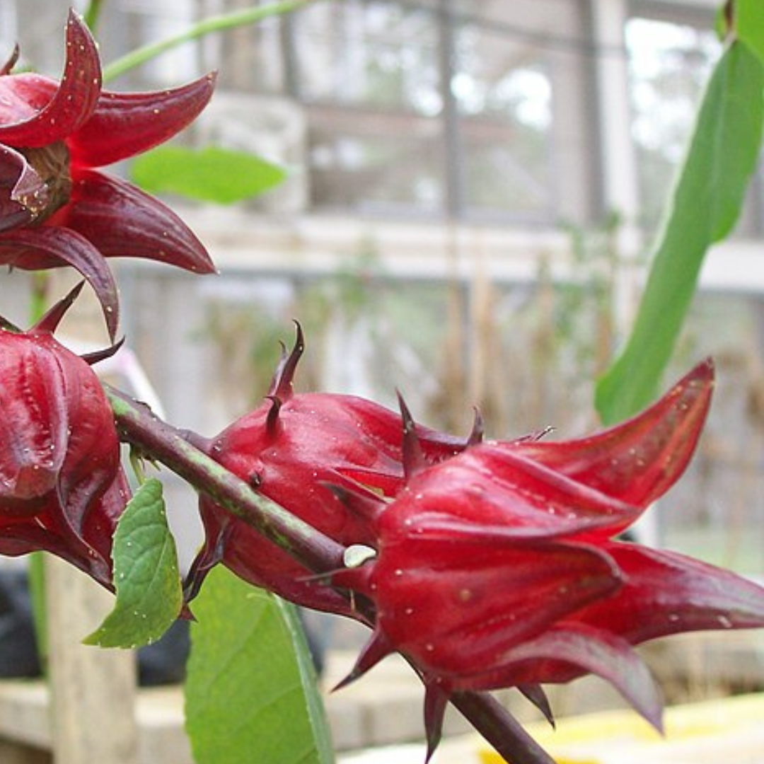 Rosella-"Hibiscus sabdariffa"-EDIBLE-seeds