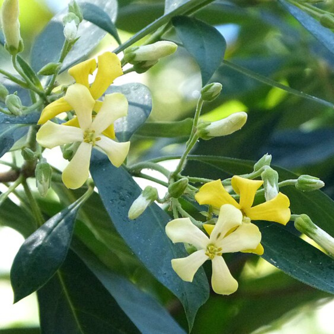 Hymenosporum Flavum, "Native Frangipani" Seeds