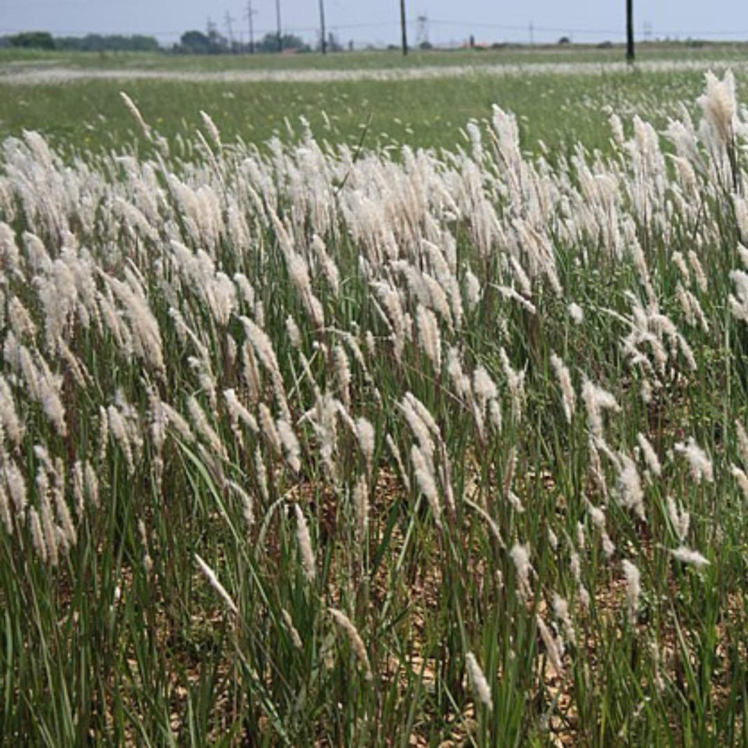 Imperata Cylindrica 'Cogongrass'-EDIBLES-seeds