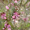 Photo of plant: https://wtlandcare.org/details/indigofera-adesmiifolia/; retrieved 22 May 2024 –3.15pm AEST and edited using Canva.