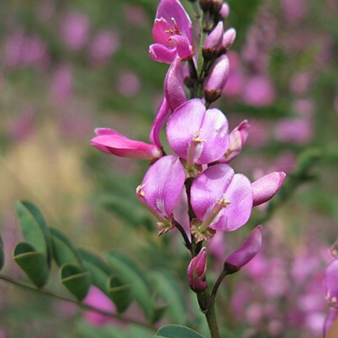 Indigofera Australis 'Australian Indigo' 'duwabili'-TREE seeds