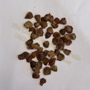 Photo of seeds: - June Parkin; Location: Sydney NSW, Australia; Date: 6OCT2023