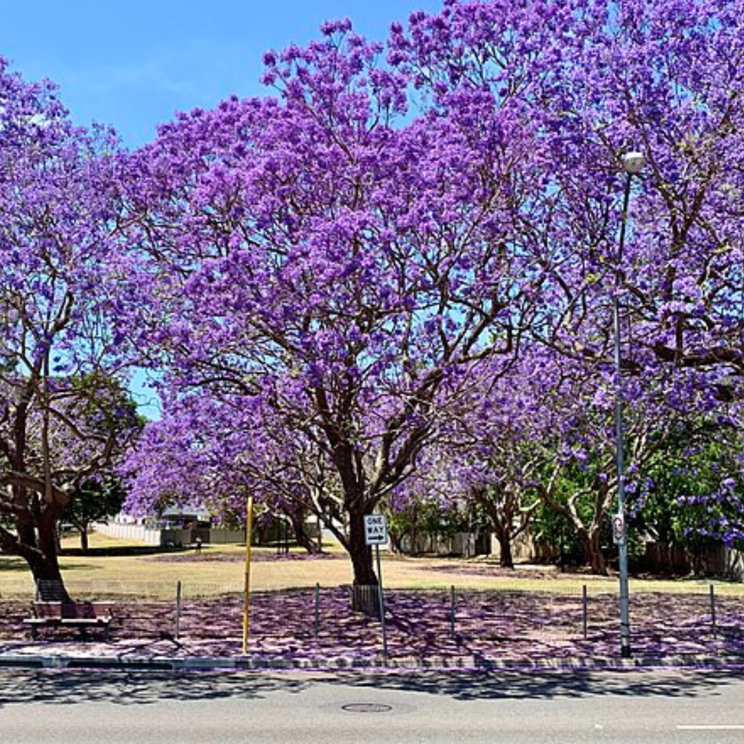 Jacaranda Mimosifolia 'Blue Jacaranda'-TREE-seeds