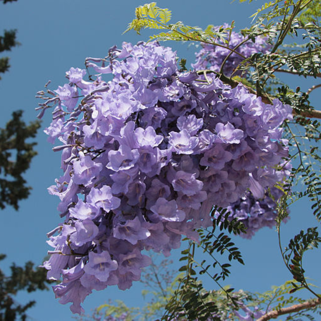 Jacaranda Mimosifolia 'Blue Jacaranda'-TREE-seeds