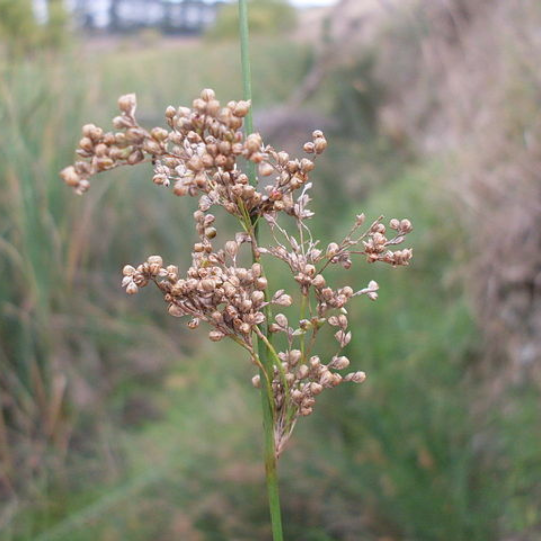 Juncus Usitatus "Common Rush"-Seeds