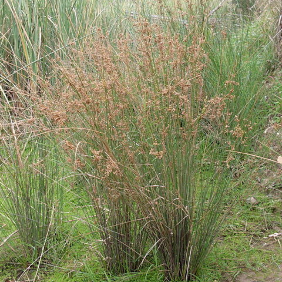 Juncus Usitatus "Common Rush"-Seeds