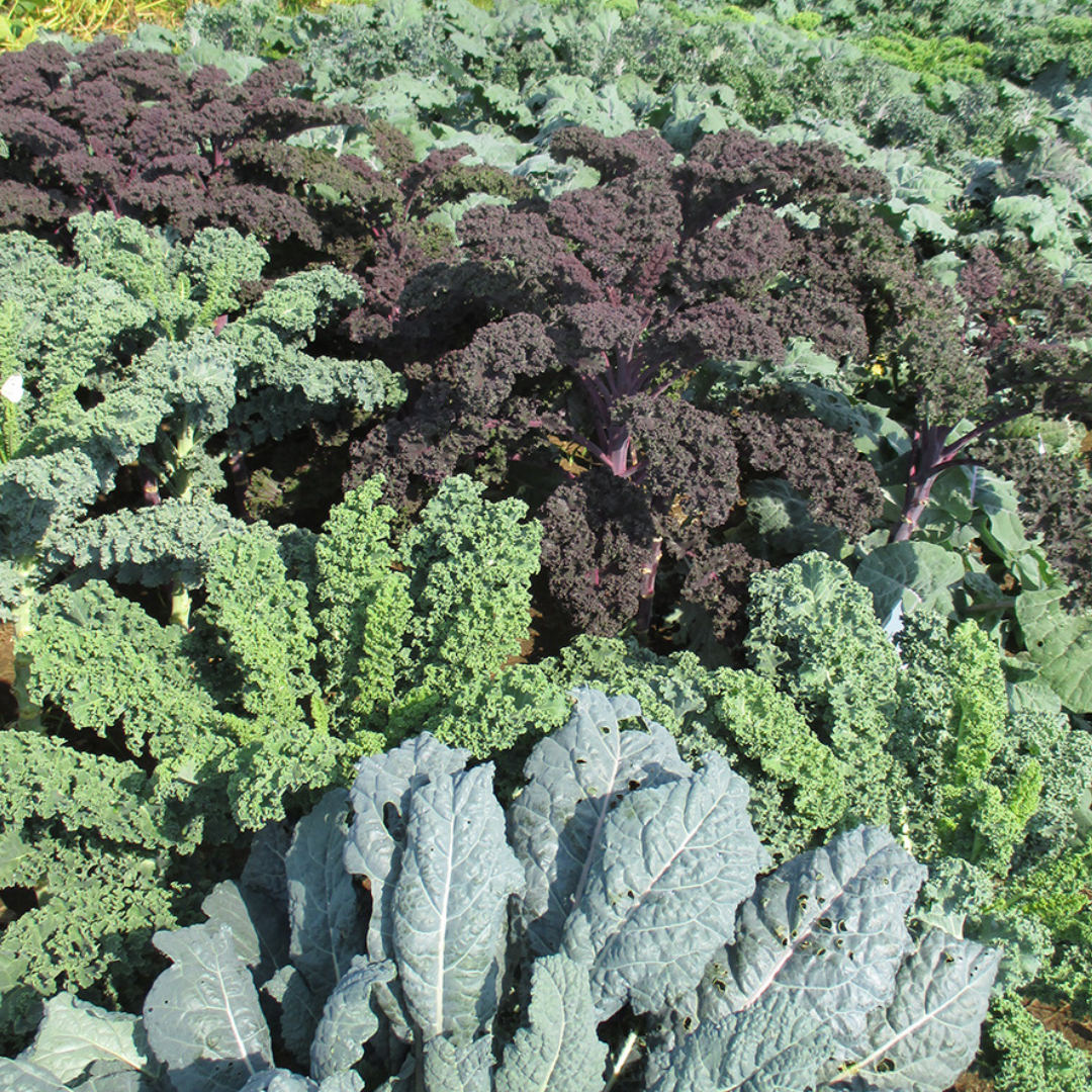 Kale ‘Garden Mix’ - Vegetable - 200 Seeds - Heart Chakra