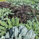 Photo: https://www.finegardening.com/article/growing-late-season-kale-for-extended-color-texture-and-taste; retrieved 22 May 2024 –3.37pm AEST and edited using Canva.