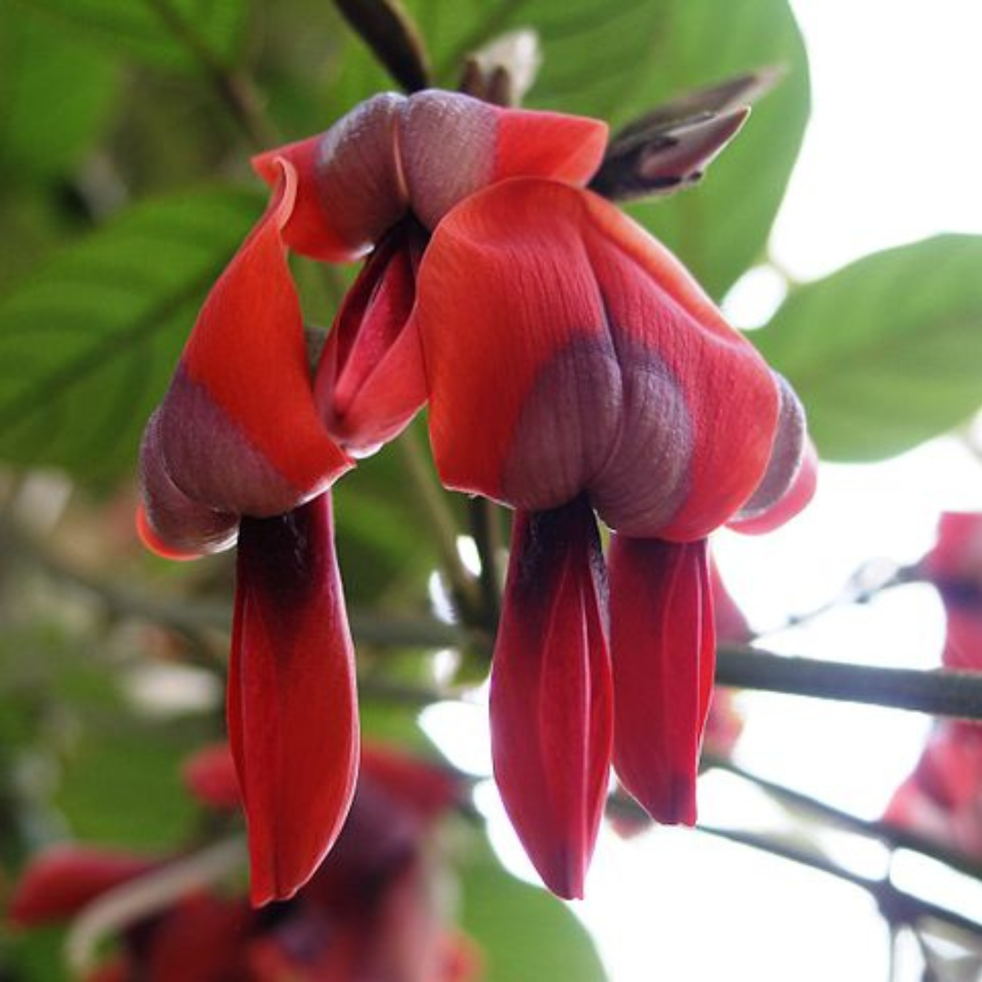 Kennedia Rubicunda "Dusky Coral Pea" seeds