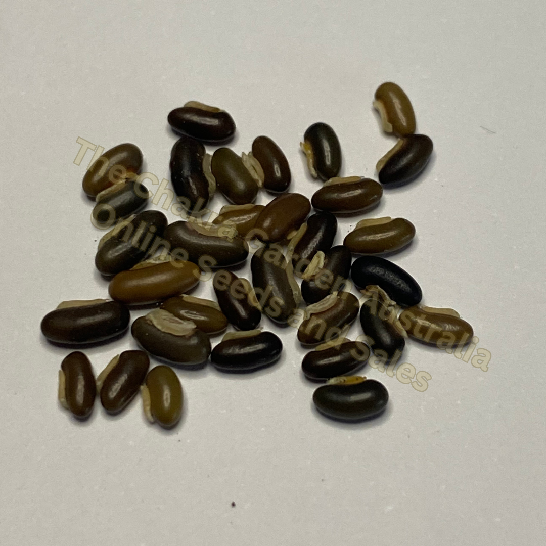 Kennedia Rubicunda "Dusky Coral Pea" seeds