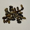 Photo of seeds: - June Parkin; Location: Sydney NSW, Australia; Date: 6OCT2023