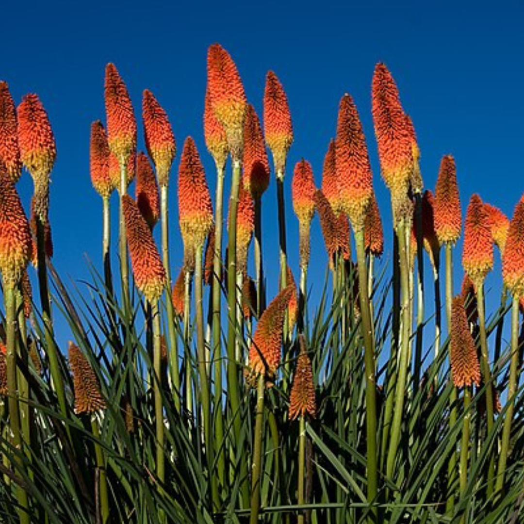 Kniphofia Uvaria (Red Hot Poker)-Seeds