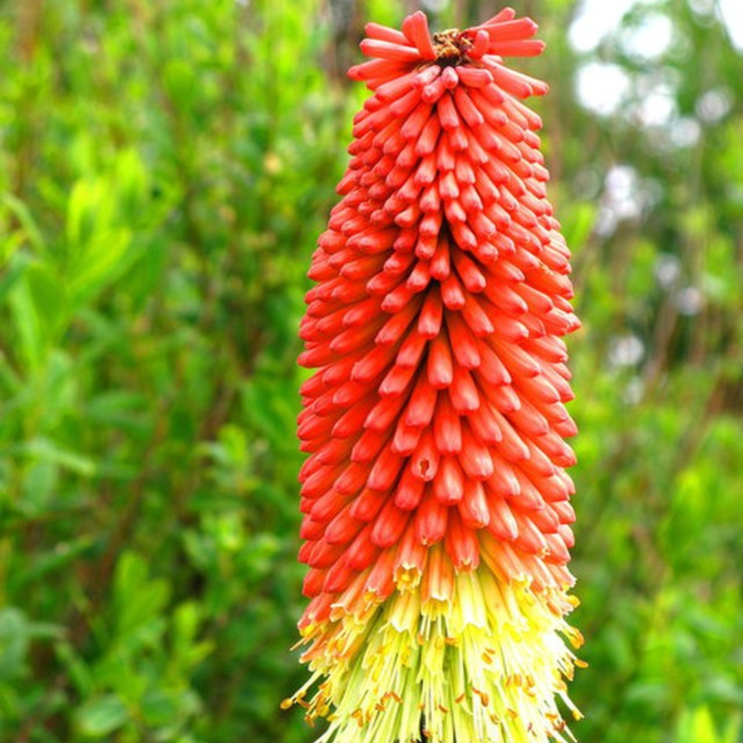 Kniphofia Uvaria (Red Hot Poker)-Seeds