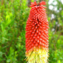 Photo of flower:&nbsp; Lisa Jarvis / Red Hot Poker From Wikimedia Commons- Kniphofia uvaria; retrieved 25 May 2024 –2.34pm AEST and edited using Canva.