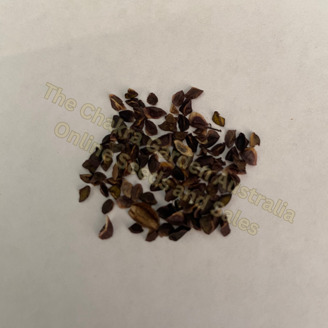 Photo of seeds: - June Parkin; Location: Sydney NSW, Australia; Date: 6OCT2023