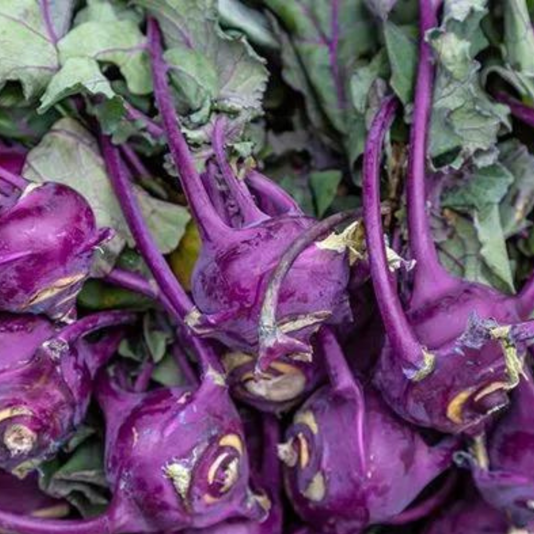 Kohl Rabi 'Purple Vienna'-EDIBLES-150 seeds-Crown Chakra