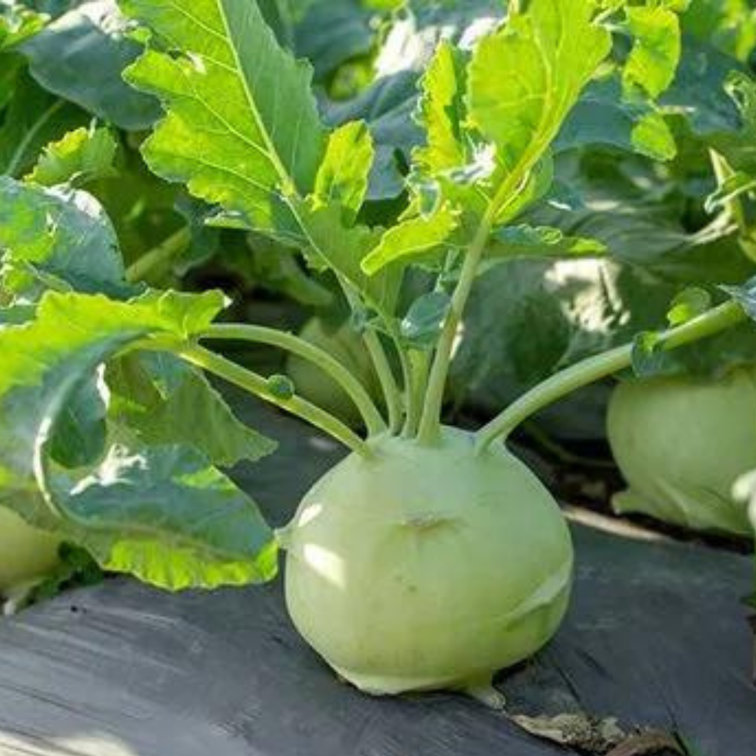 Kohl Rabi 'White Vienna'-EDIBLES-150 seeds-Crown Chakra