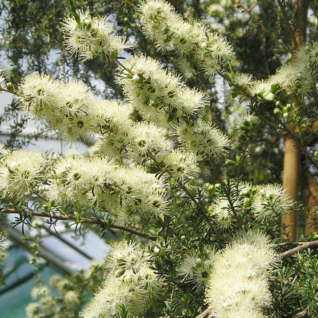 Kunzea Ambigua-"Tick Bush"-BUSH TUCKA-seeds