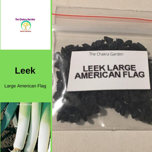 Leek 'Large American Flag' -Vegetable- 200 Seeds - Heart Chakra The Chakra Garden