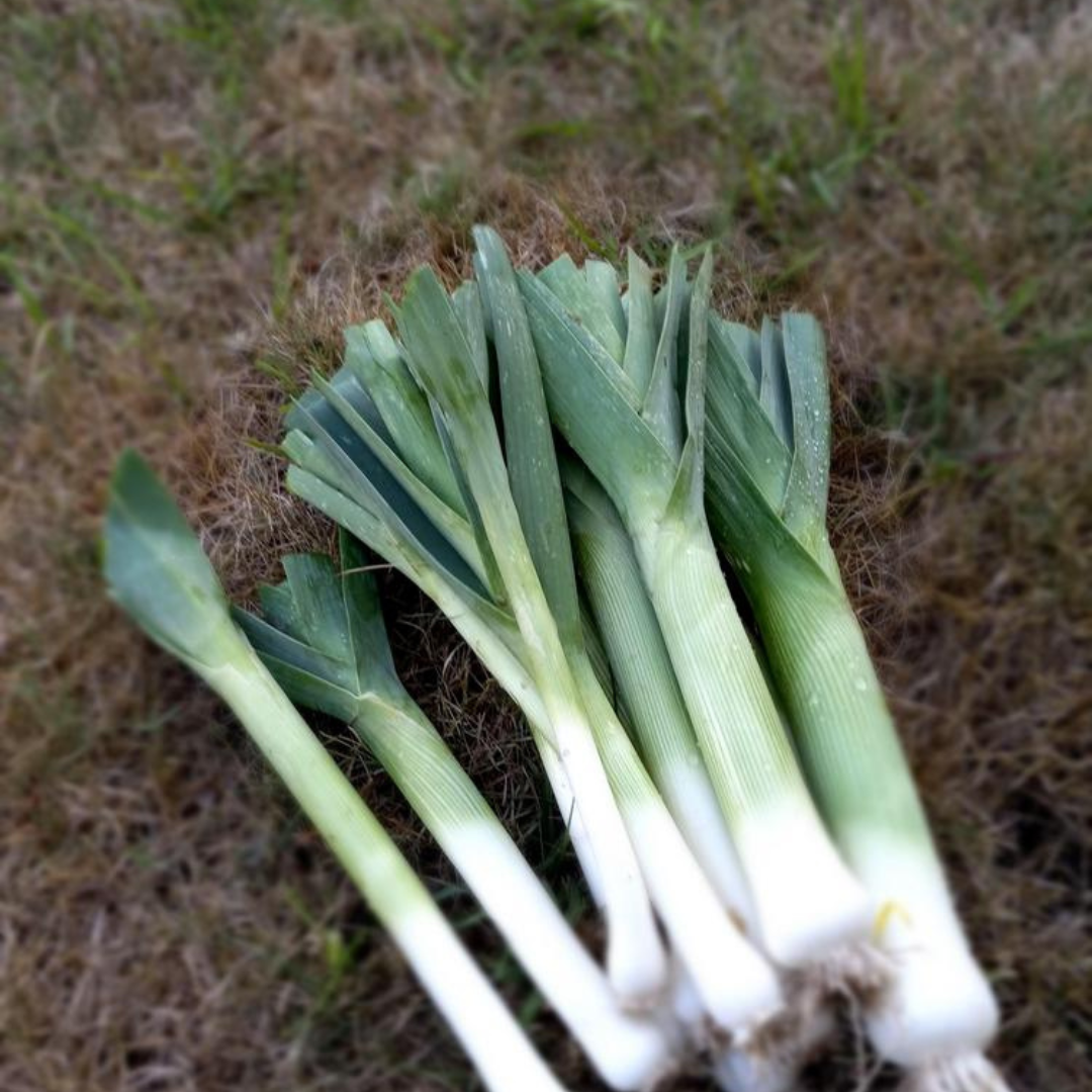 Leek 'Large American Flag' -Vegetable- 200 Seeds - Heart Chakra