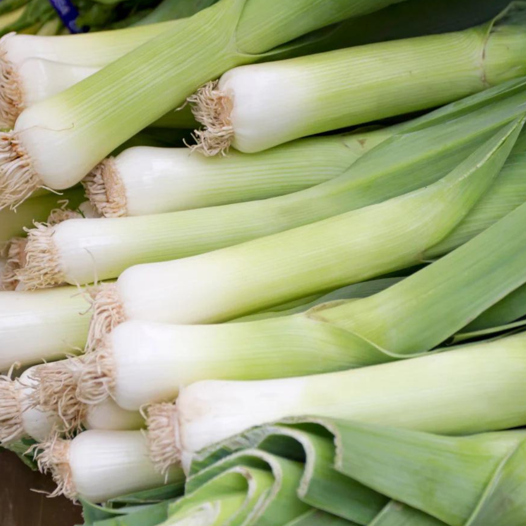 Leek 'Carentan' - Vegetable - 200 Seeds - Heart Chakra