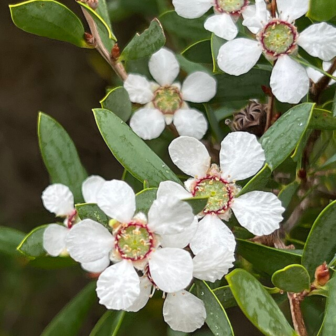 Leptospermum Laevigatum 'Coastal Tea Tree'-TREES-seeds