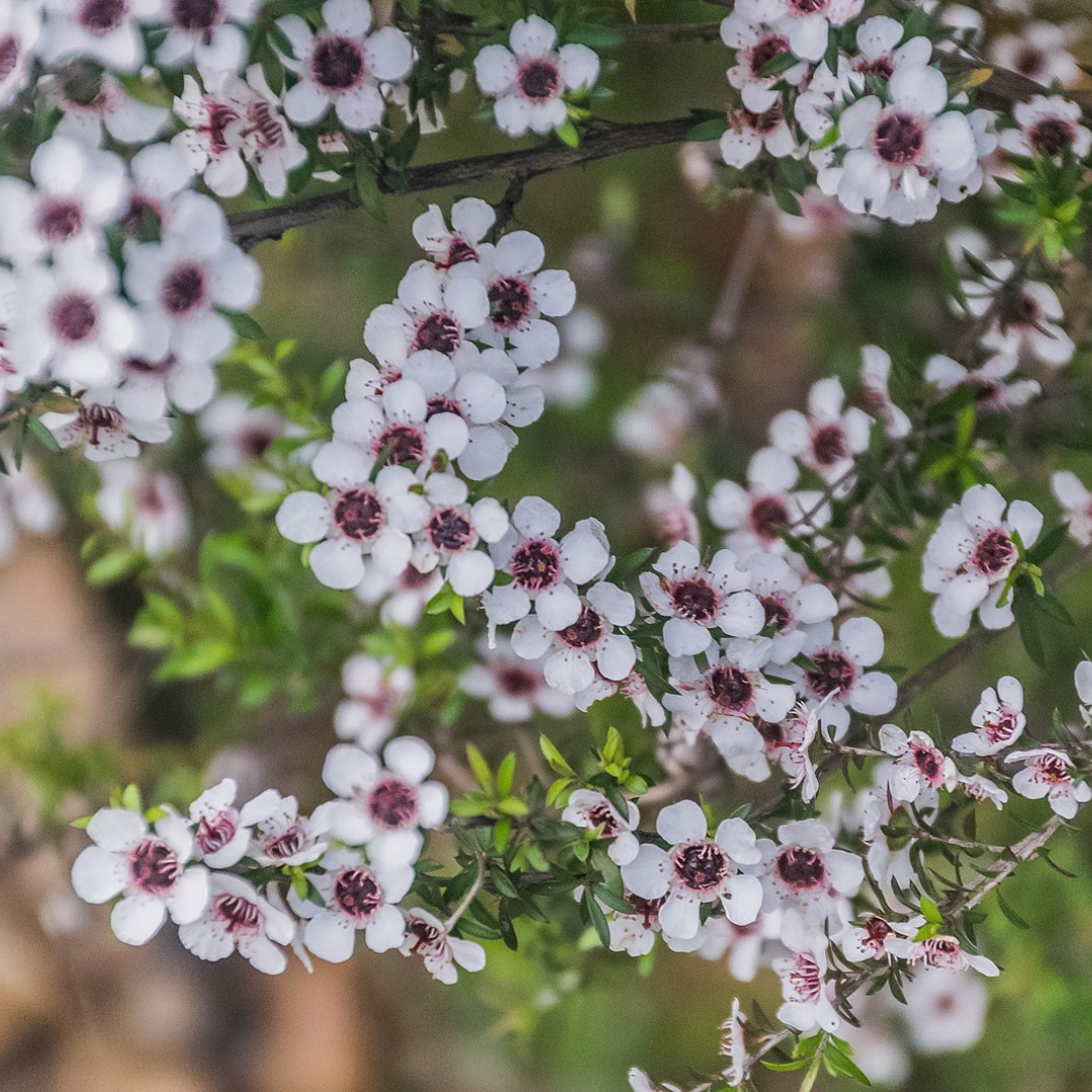 Leptospermum Scoparium 'Manuka Myrtle'-BUSH TUCKA-seeds