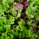 Lettuce 'Gourmet Mix' - Vegetable- 1000+ Seeds - Heart Chakra The Chakra Garden