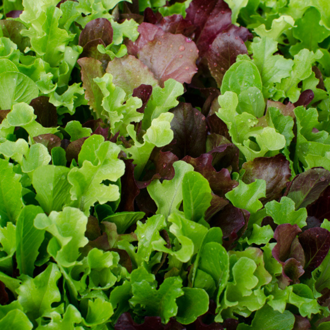 Lettuce 'Gourmet Mix' - Vegetable- 1000+ Seeds - Heart Chakra