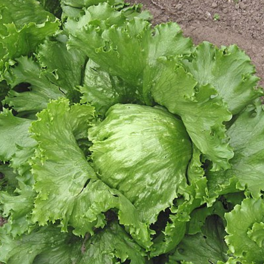 Lettuce 'Iceberg'-EDIBLES-Heart Chakra-seeds