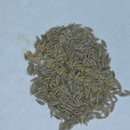 Photo of seeds: - June Parkin; Location: Sydney NSW, Australia; Date: 6OCT2023