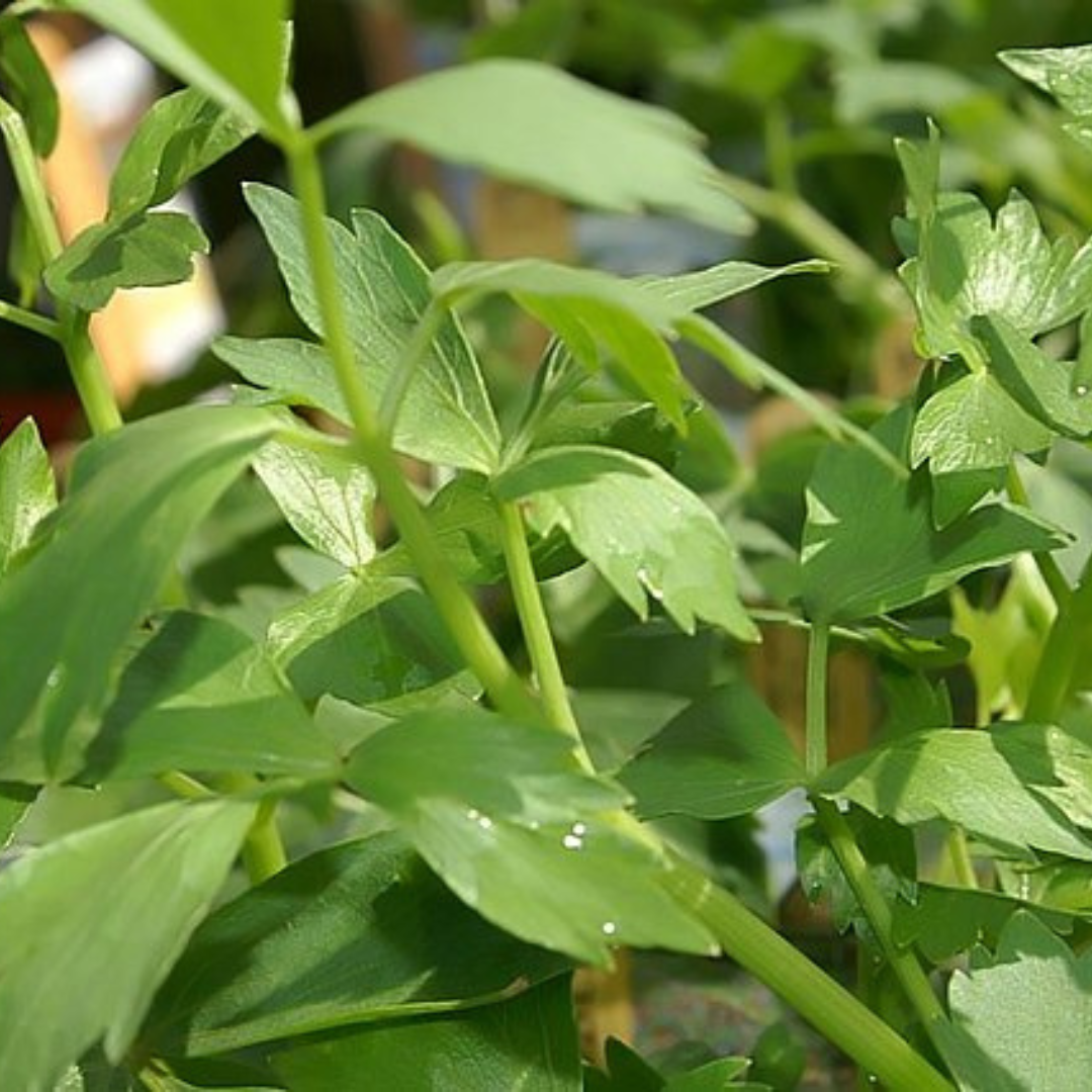 Levisticum officinale 'Lovage'-HERB- 200 seeds-Heart Chakra