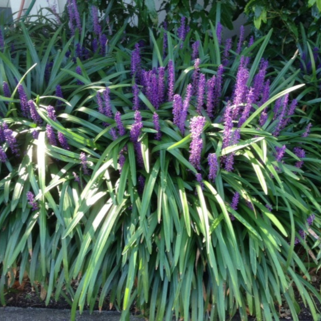 Liriope Giganteum "Giant Liriope" -seeds