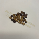 Photo of seeds: - June Parkin; Location: Sydney NSW, Australia; Date: 6OCT2023