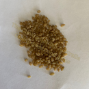 Photo of seeds: - June Parkin; Location: Sydney NSW, Australia; Date: 6OCT2023