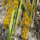 Lomandra Longifolia-BULK-seeds-WHOLESALE The Chakra Garden