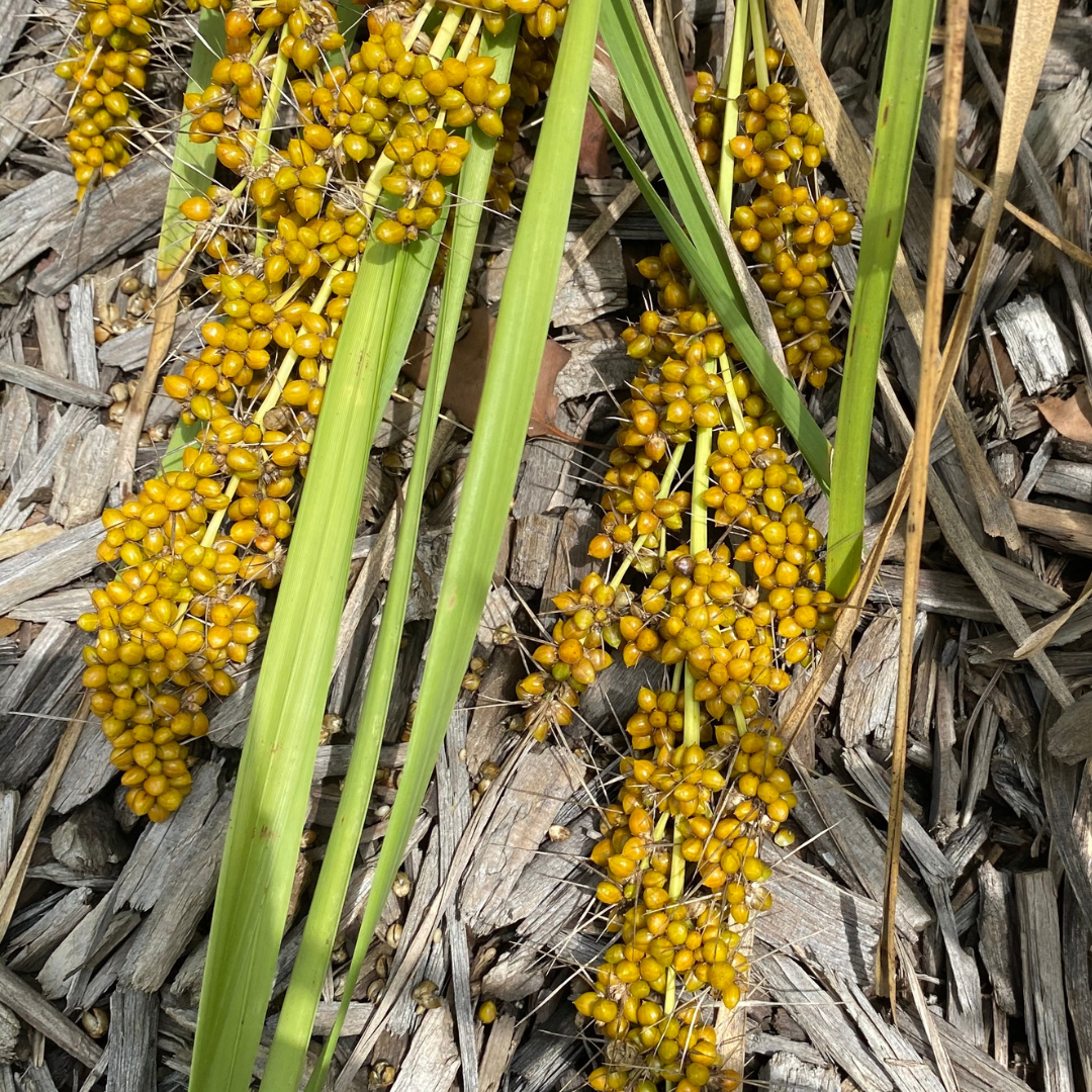 Mat Rush - "Lomandra Longifolia" -seeds