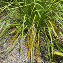 Lomandra Longifolia-BULK-seeds-WHOLESALE The Chakra Garden