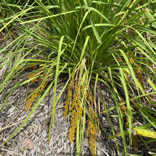 Lomandra Longifolia-BULK-seeds-WHOLESALE