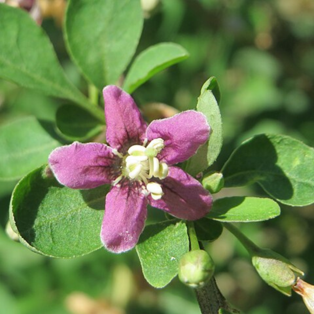 Lycium Chinense-'Goji Berry'-EDIBLE-DISCONTINUED-50 seeds