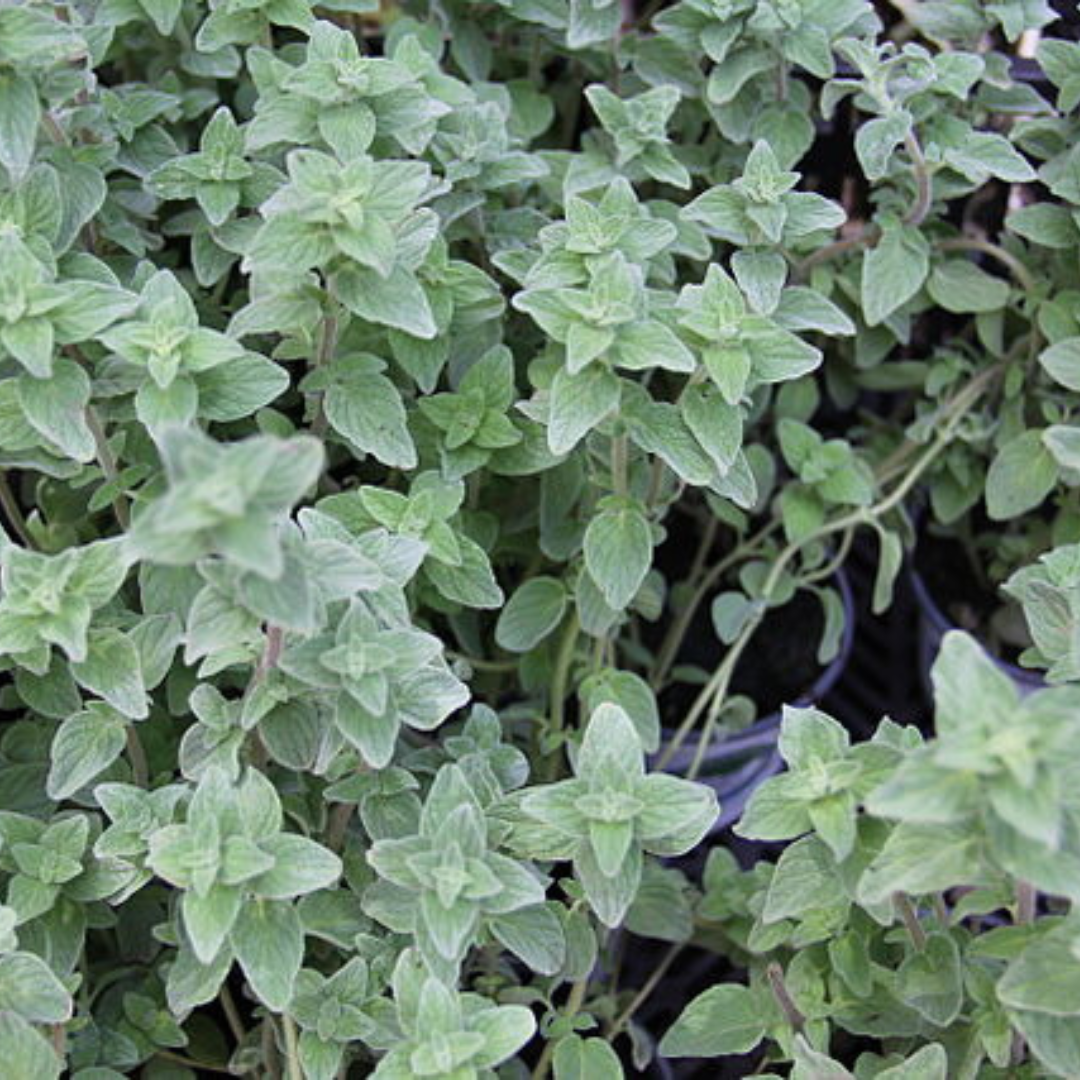 Marjoram "Sweet" - 500 seeds-HERBS-Crown Chakra